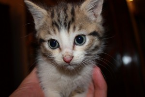 MAF Missionary Kitten, Arwen MAF Missionary Kitten, Arwen