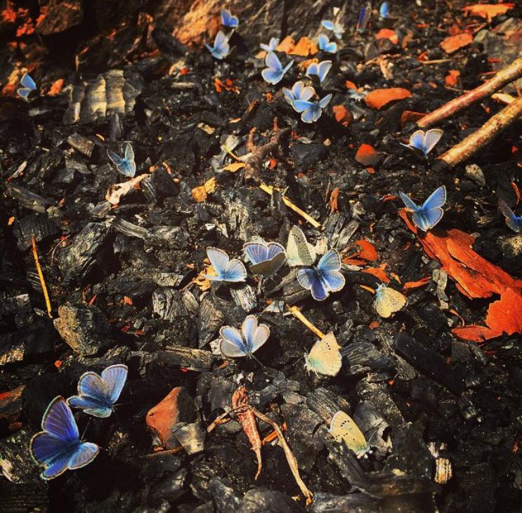 Butterflies in campfire ashes. Photo by Kailee Jamieson.