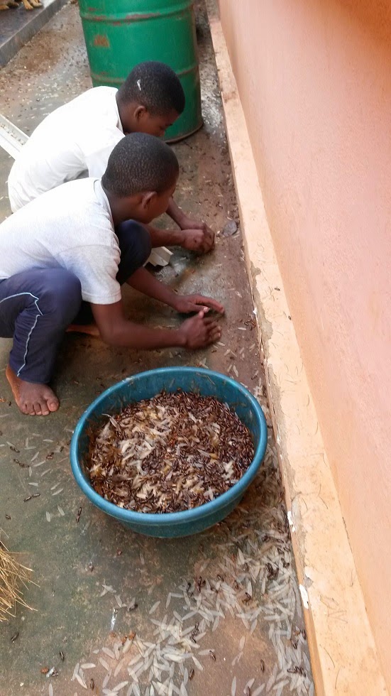 Neighborhood children collect termites (a delicacy in Mozambique) after heavy rains brought them out in droves to the Holmes' house. Photo courtesy of Dave & Jill Holmes.